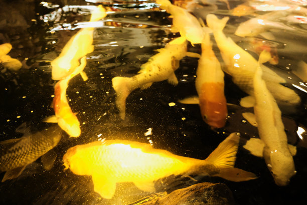 鱼在水里游泳图片下载