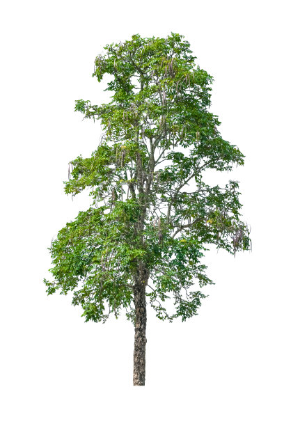 树观赏花园美丽的白色背景图片下载