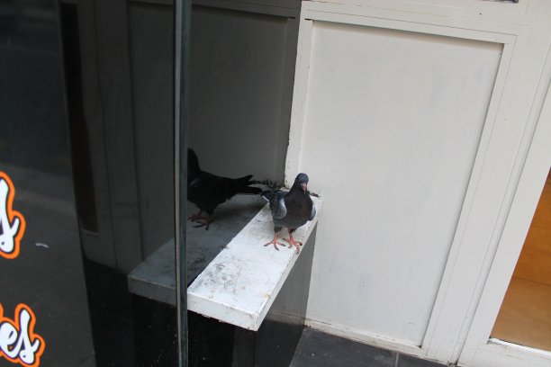 在哪里图片下载