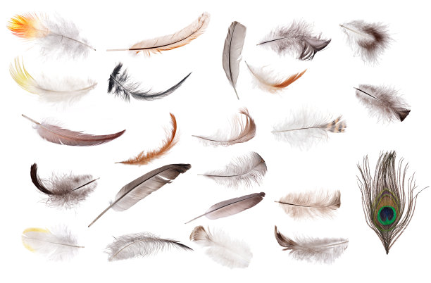 孤立的23种颜色的羽毛图片下载
