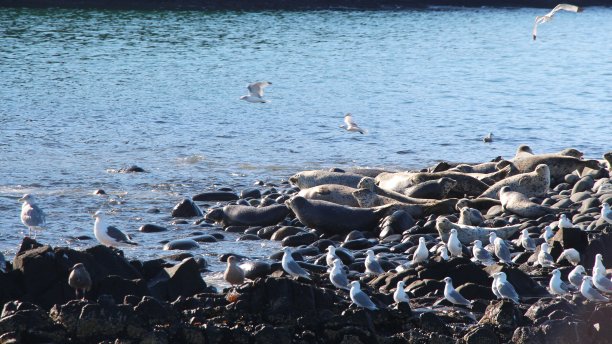 堪察加半岛岩石礁上的环状海豹繁殖地。图片下载