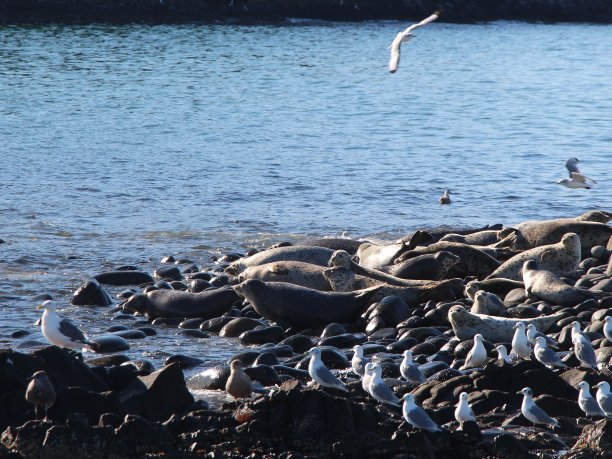 堪察加半岛岩石礁上的环状海豹繁殖地。图片下载