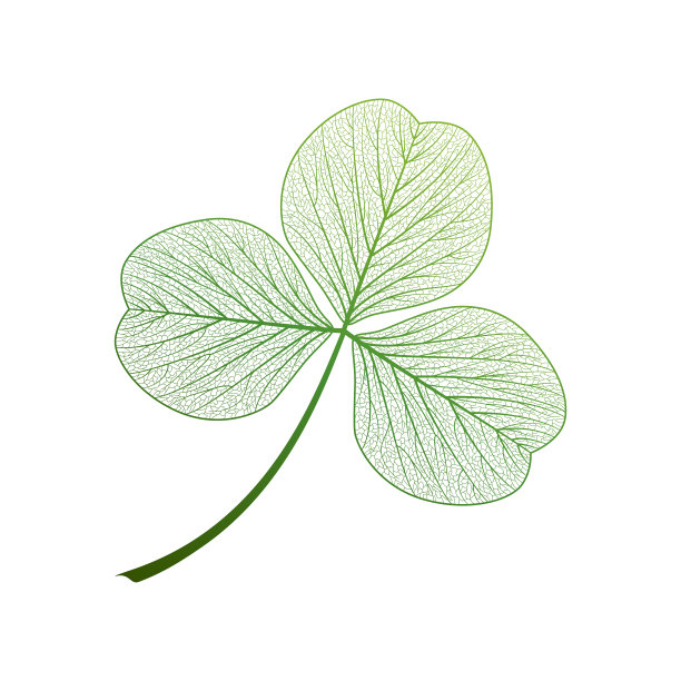 叶静脉三叶草。图片下载