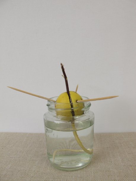 鳄梨种子和幼鳄梨芽和根在罐子里图片下载