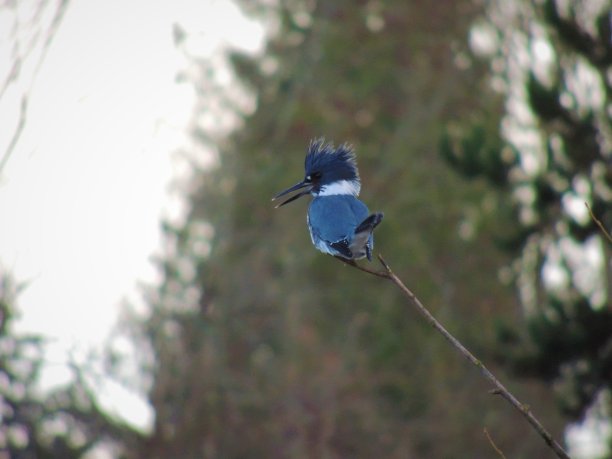 腰带翠鸟图片下载