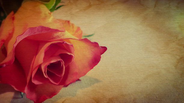 单一玫瑰在垃圾背景与拷贝空间图片下载
