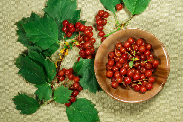 山楂。草药用于替代药物，植物治疗。图片下载