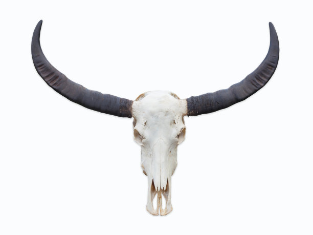 白色背景上有角的野牛头骨。图片下载