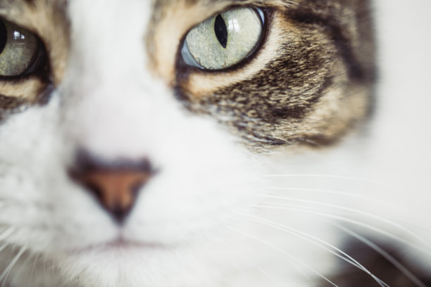 虎斑猫的特写图片下载