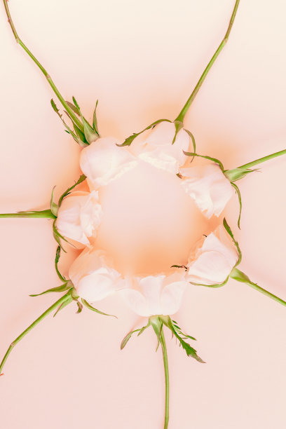 新鲜粉红玫瑰成分图片下载