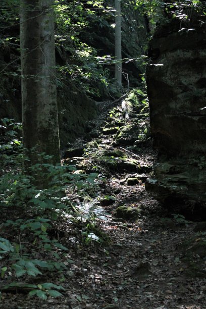阳光普照的深色树林图片下载