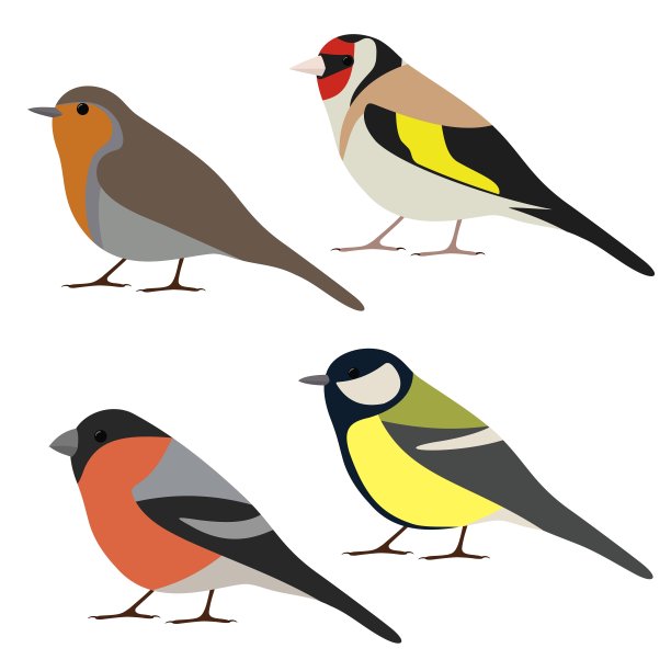 一组花园鸟。知更鸟，大山雀，红腹灰雀，金翅雀孤立在白色背景上。色彩斑斓的鸟集合图片下载