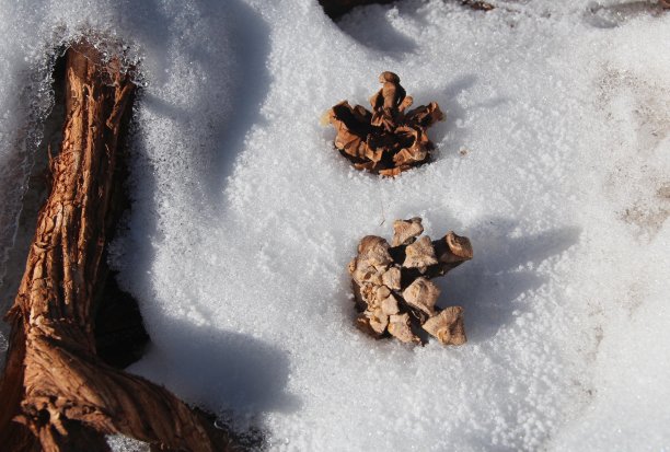 雪中的松果图片下载