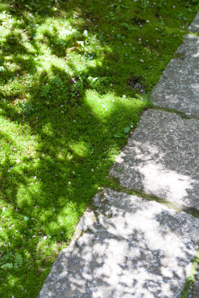 苔藓和垫脚石图片下载