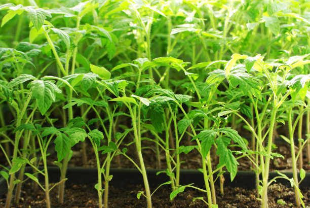 番茄幼苗。图片下载
