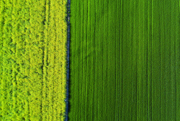 油菜籽和小麦图片下载