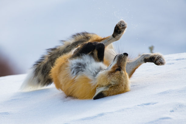 红狐狸打滚，因为它从午睡中醒来图片下载