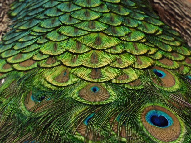 孔雀羽毛图片下载