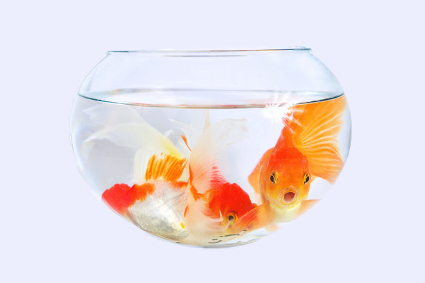 白色背景上的金鱼图片下载