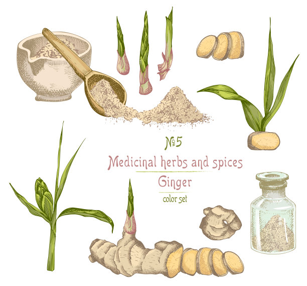 设置彩色手绘生姜根，生活和花孤立在白色的背景。图片下载