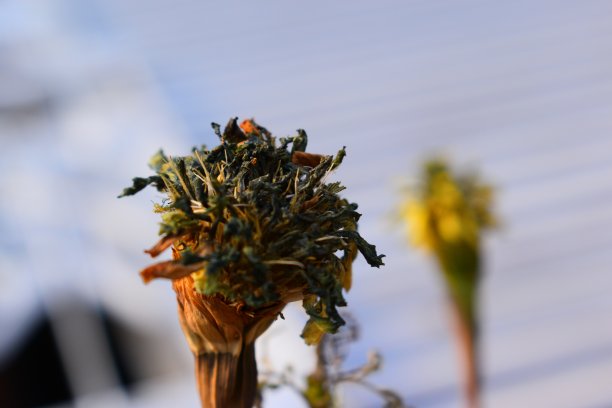 蒲公英花的末端图片下载