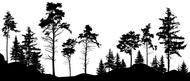 森林树木轮廓。矢量插图。(树木彼此孤立，独立)素材图片