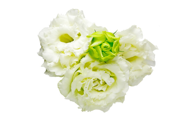 白色背景的洋桔梗的花头图片下载