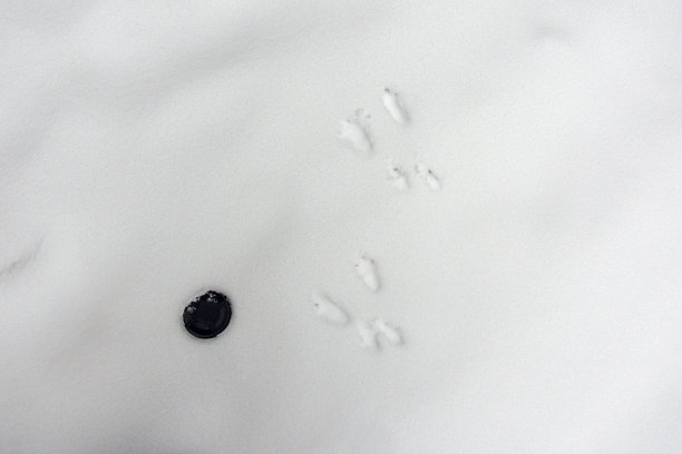 狍子的足迹图片下载