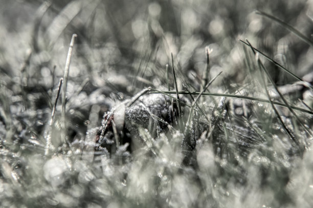 一幅黑色和白色的草和中间的叶子的图片。花园里沉闷的气氛。黑色和白色的对比图片下载