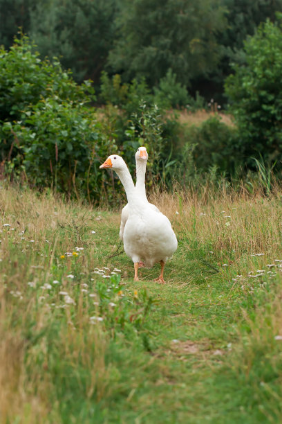 一对白鹅在美丽的草地上吃草图片下载