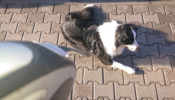 用皮带牵着等待的狗图片下载