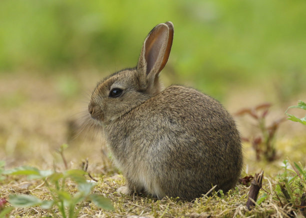 可爱的兔子图片素材ID：331533366