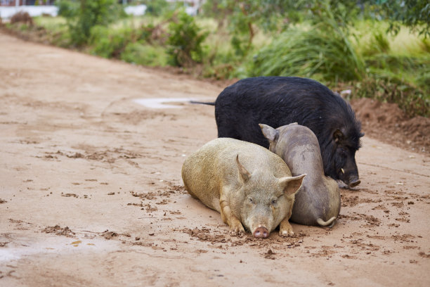 可爱的猪家庭在自然环境中图片下载