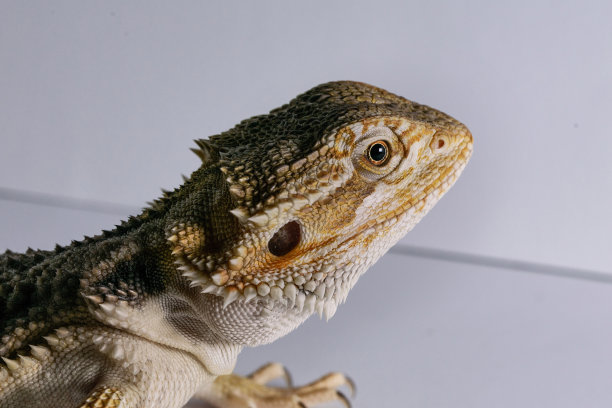 年轻的松狮蜥图片下载