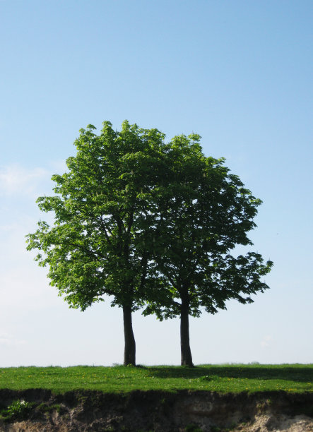 两棵有地面层和草的树图片下载