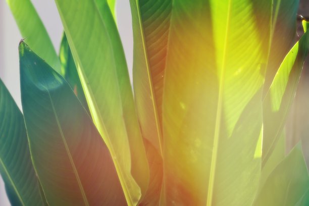 向日葵在热带森林花园中留下晨光的背景图片下载