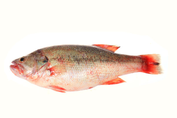 黄花鱼鱼图片下载