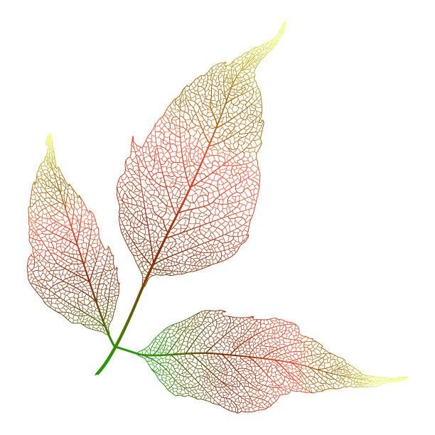 叶静脉。图片下载