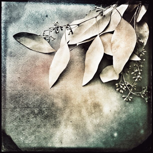 Tintype风格的桉树在Grunge背景图片下载