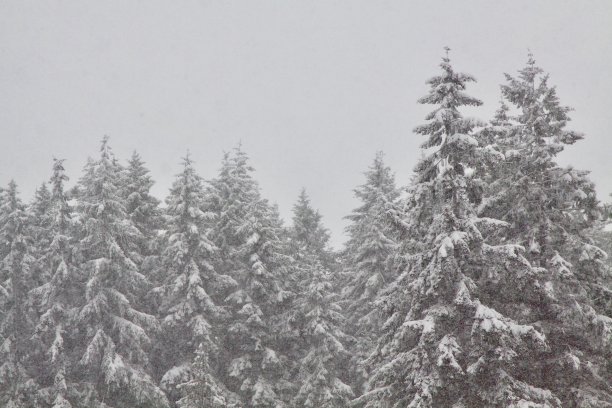 在暴风雪中的森林里图片下载