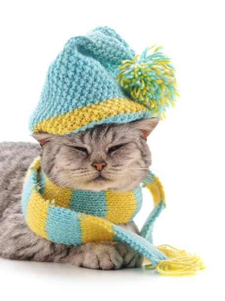 小猫戴着条纹围巾和帽子。图片下载