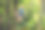 一个男孩在丛林上空荡秋千，巴厘岛图片下载