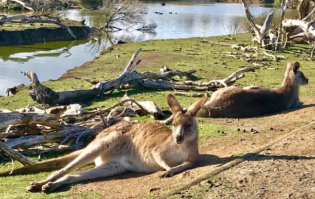 放松鲁斯图片下载