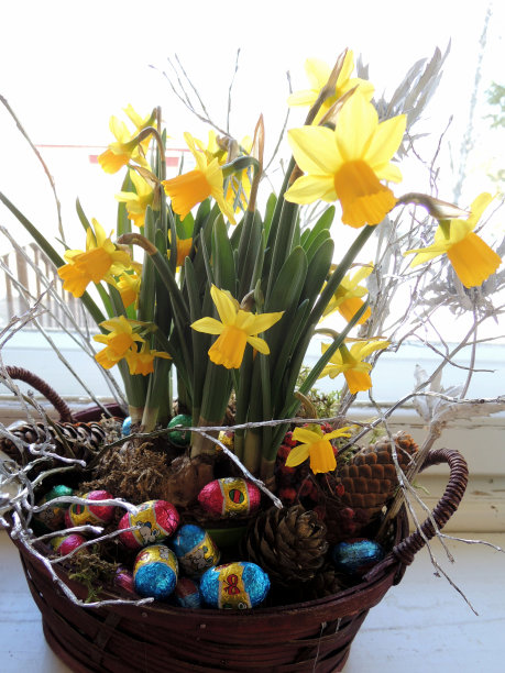 复活节的黄色郁金香和巧克力蛋图片下载