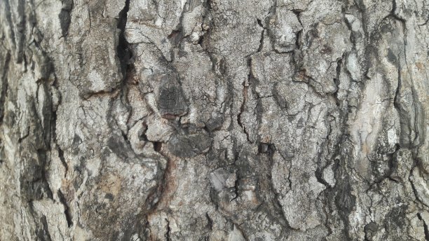 木材纹理图片下载