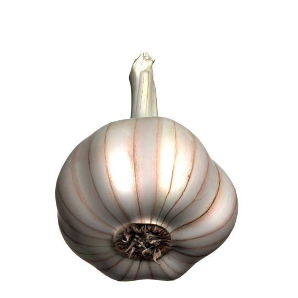 大蒜的三维渲染图片下载