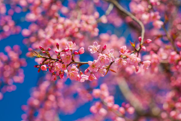 樱花图片下载
