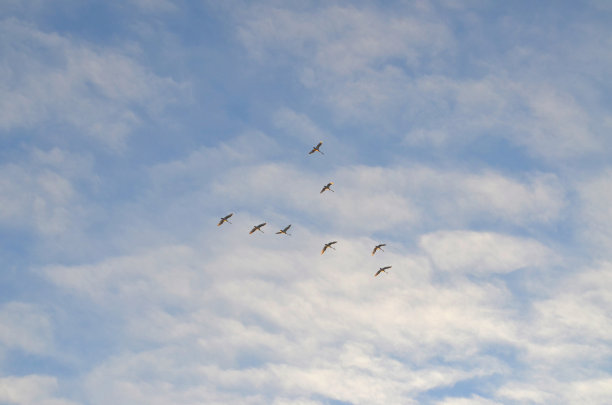 天鹅排成v字队形迎着天空飞翔。照片摄于芬兰图片下载