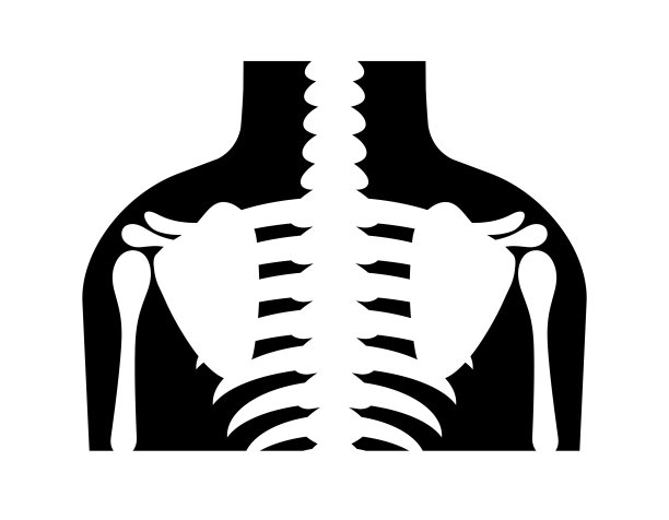 人类的骨骼图片下载