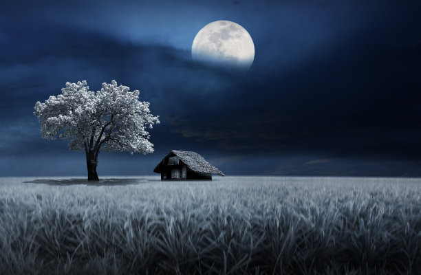 月光下的神秘树图片下载